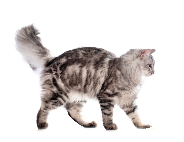 maine coon cat