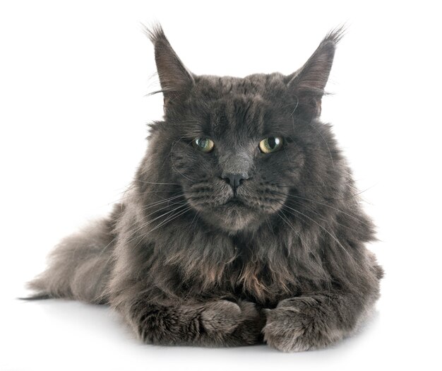 maine coon cat