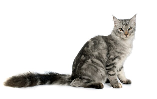 Maine Coon Cat