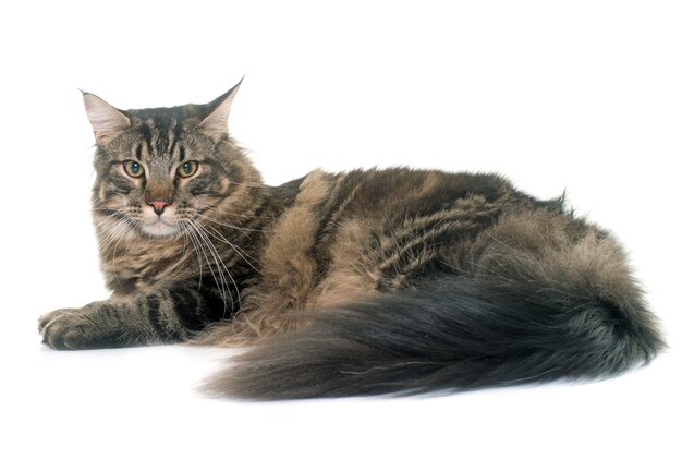 maine coon cat