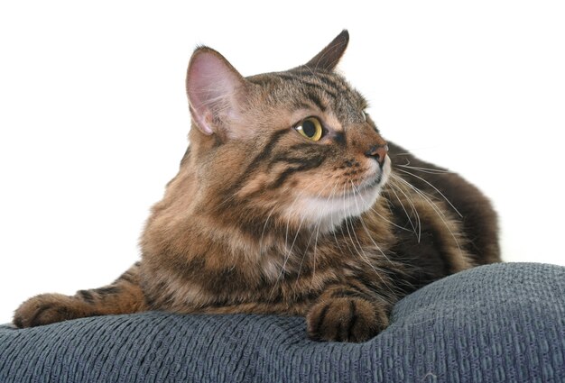 maine coon cat