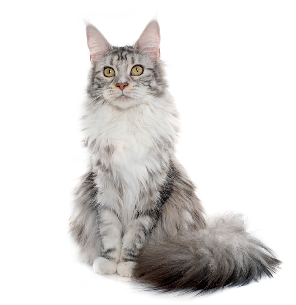 Maine Coon Cat