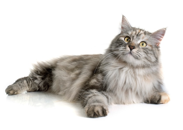 Maine coon cat