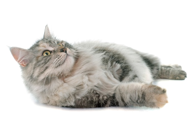 Maine coon cat