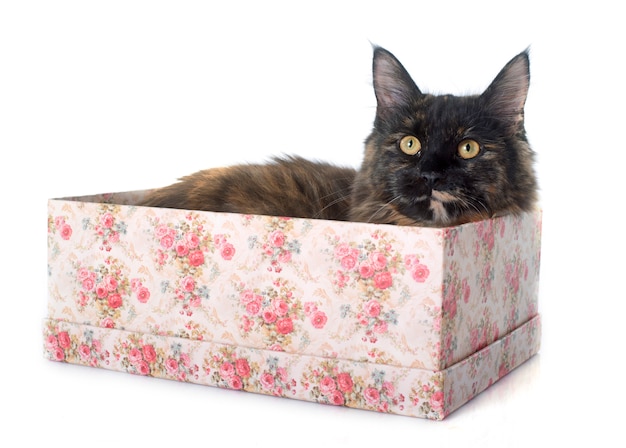 Maine coon cat