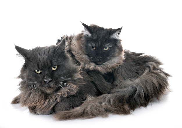 maine coon cats