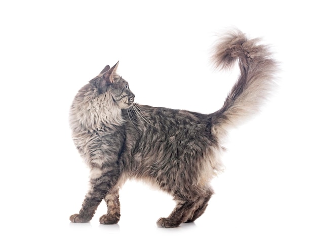 maine coon  in front of white background