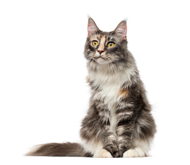 Maine Coon in front of a white wall