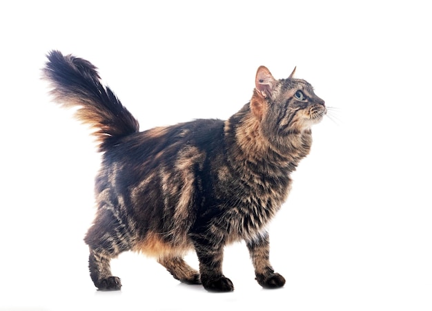 Maine coon in studio