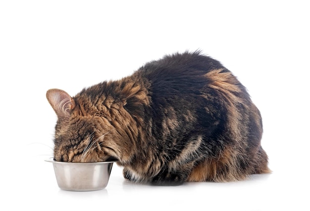 Maine coon in studio