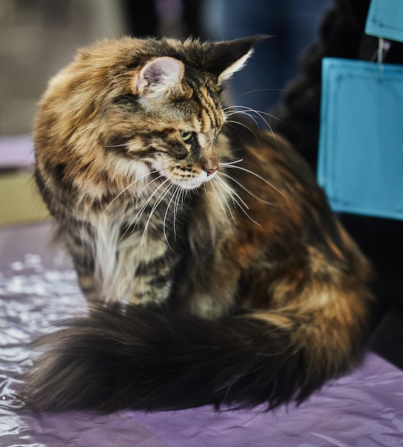 Foto maine coon is een inheems ras van amerikaanse katten dat wordt gekenmerkt door grote afmetingen en een indrukwekkend lichaamsgewicht