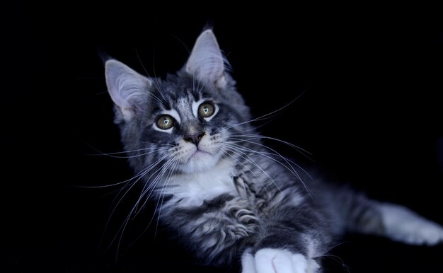 Maine Coon kat, blauwe kleur, speelt met de eigenaar in een bal.