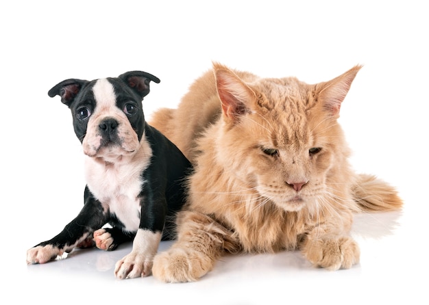 Maine Coon kat en kleine hond