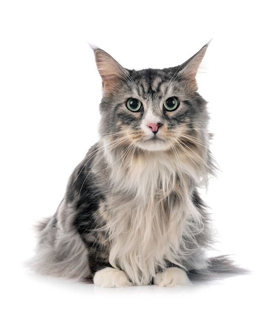 Maine coon kat geïsoleerd op wit