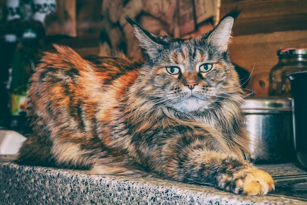 Maine Coon-kat in de keuken Portret van een kat die op het aanrecht in de keuken ligt
