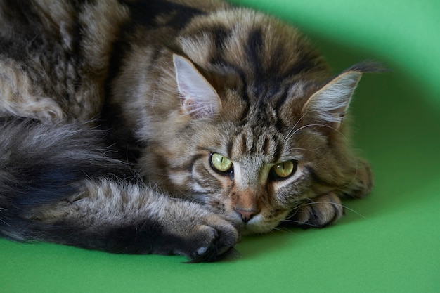 Maine Coon-kat krulde zich omhoog op het groene scherm en ziet eruit