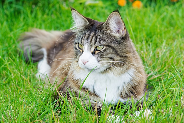 Maine Coon-kat ligt op groene gazons