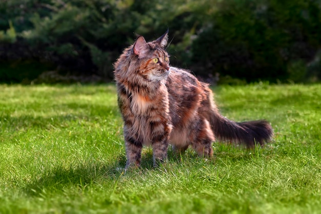 Maine coon kat loopt op het groene gazon op een zonnige dag