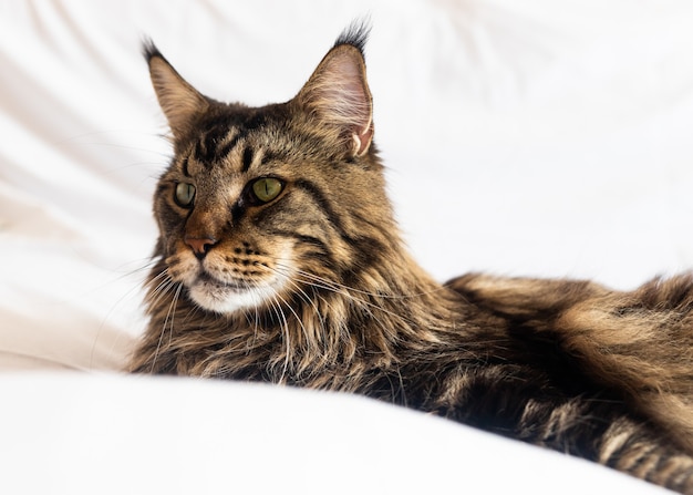 Maine coon kat met zwarte en bruine vacht liggend op wit.