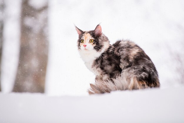 Maine Coon kat polychroom klimt een boom in de winter in het besneeuwde bos