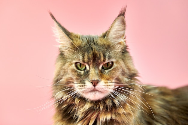 Maine Coon kat rusten