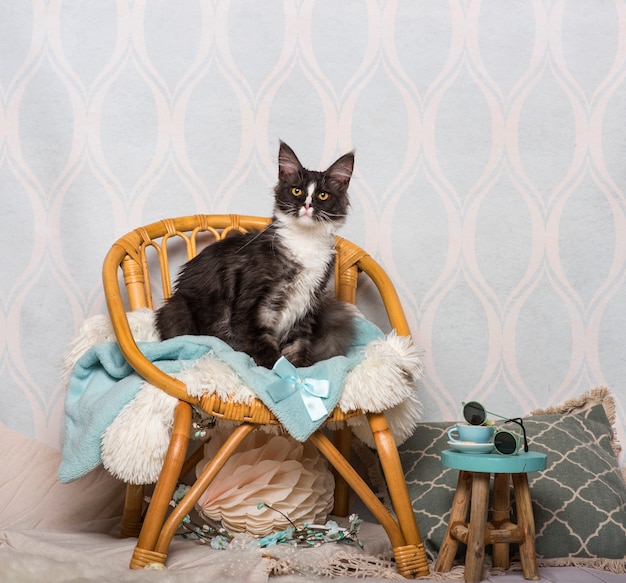 Maine coon kat zittend op een stoel in de studio, portret