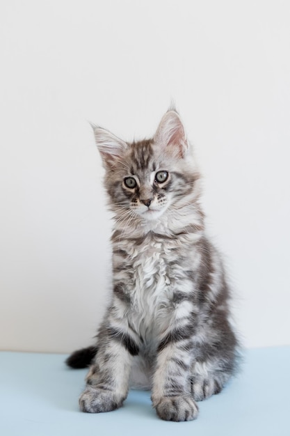 Maine coon-katje op een beige achtergrond raskat is een huisdier