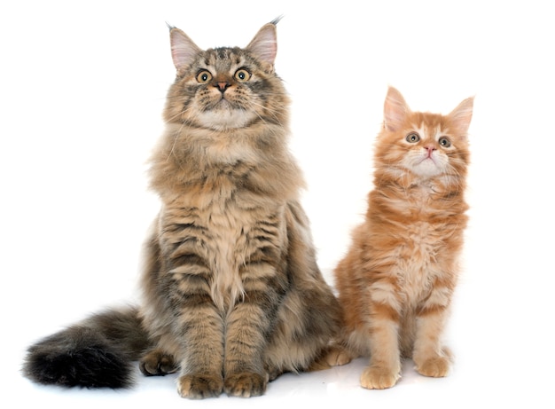 Maine Coon katten