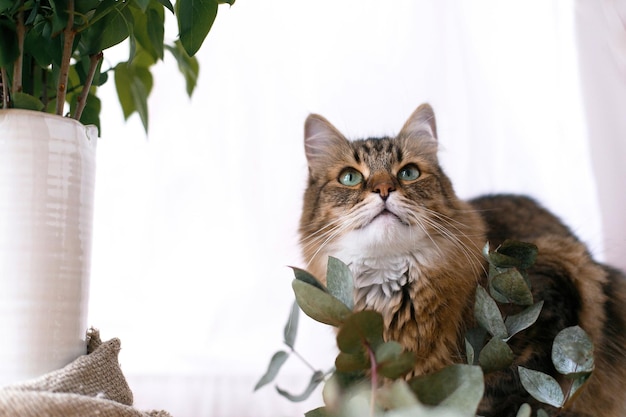 Maine coon kijkt met groene ogen en ruikt eucalyptus Leuke kat zit tussen groene eucalyptustakken en ontspant aan raam in stijlvolle kamer Ruimte voor tekst