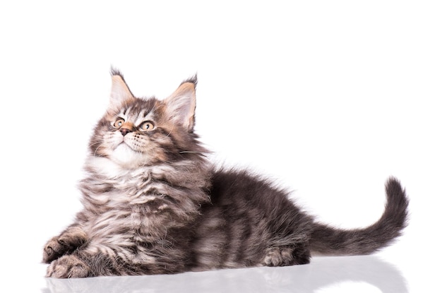 Maine Coon kitten 2 maanden oud Kat geïsoleerd op witte achtergrond Portret van prachtige binnenlandse poes