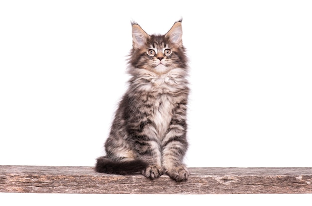 Котенок Мейн-кун 2 месяца Кошка изолирована на белом фоне Портрет красивой домашней кошечки