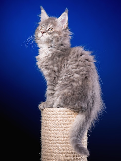 Foto gattino maine coon di 2 mesi seduto su tiragraffi per gatti foto studio di bellissimo gattino domestico grigio su sfondo blu