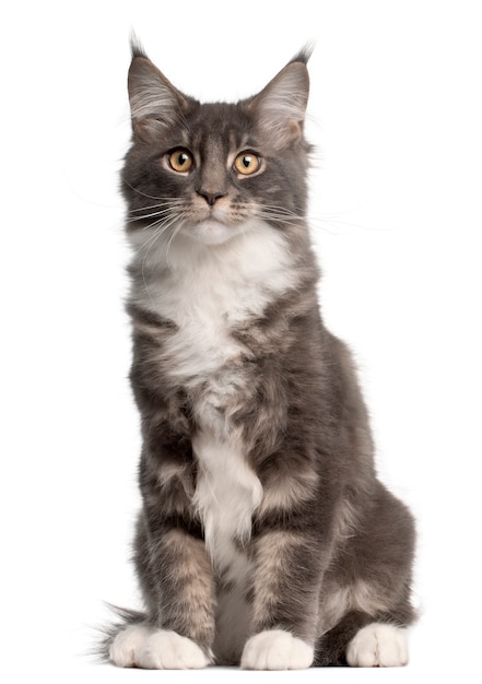 Maine Coon Kitten, 5 months old. Cat portrait isolated