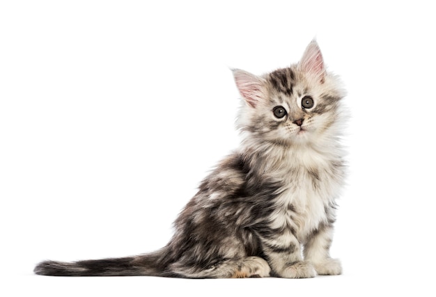 Maine coon kitten, 8 weeks old, in front of white background