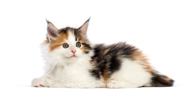 Maine coon kitten, 8 weeks old, in front of white background