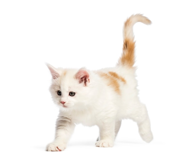 Maine coon kitten, 8 weeks old, in front of white background