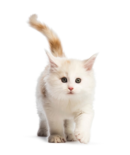 Maine coon kitten, 8 weeks old, in front of white background