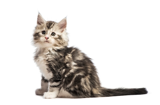 Maine coon kitten, 8 weeks old, in front of white background