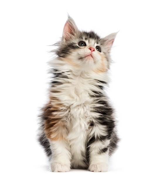 Maine coon kitten, 8 weeks old, in front of white background