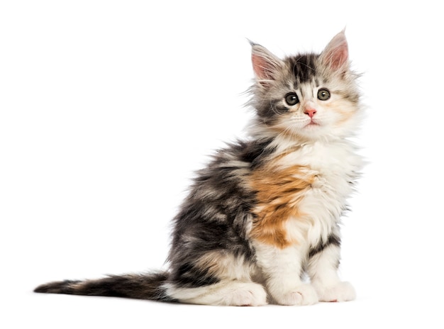 Maine coon kitten, 8 weeks old, in front of white background