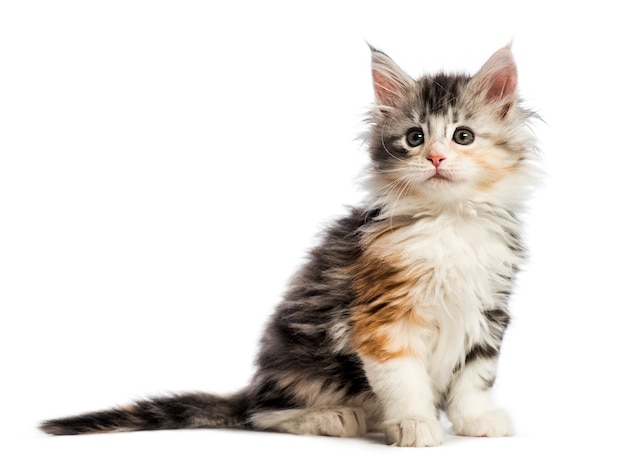 Maine coon kitten, 8 weeks old, in front of white background