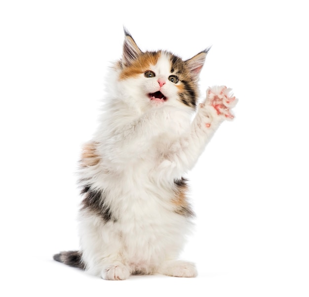 Maine coon kitten, 8 weeks old, reaching out in front of white background