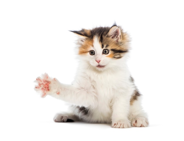 Maine coon kitten, 8 weeks old, reaching out in front of white surface