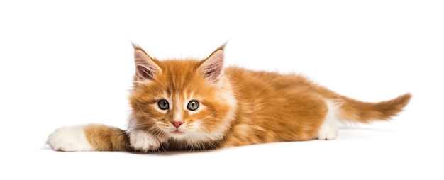 Maine coon kitten, 8 weken oud, voor witte achtergrond