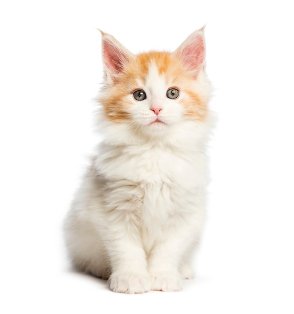 Maine coon kitten, 8 weken oud, voor witte achtergrond