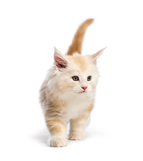 Maine coon kitten, 8 weken oud, voor witte achtergrond