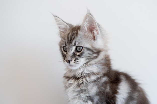 Foto gattino maine coon su sfondo beige il gatto di razza è un animale domestico