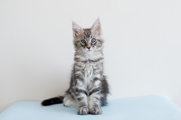 Foto gattino maine coon su sfondo beige il gatto di razza è un animale domestico