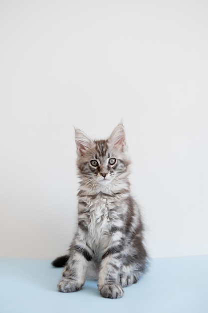 Maine Coon kitten on a beige background Pedigree cat is a pet