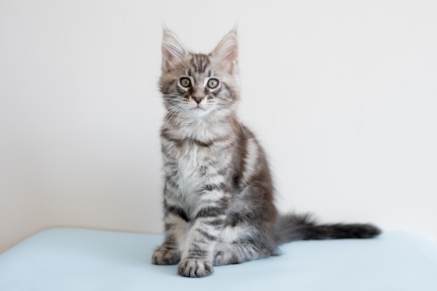 Foto gattino maine coon su sfondo beige il gatto di razza è un animale domestico